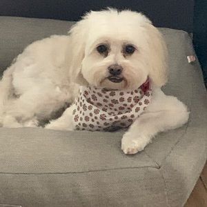 Meet your Posher, Ariana